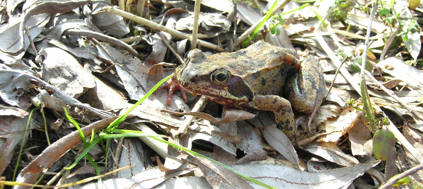 Grasfrosch