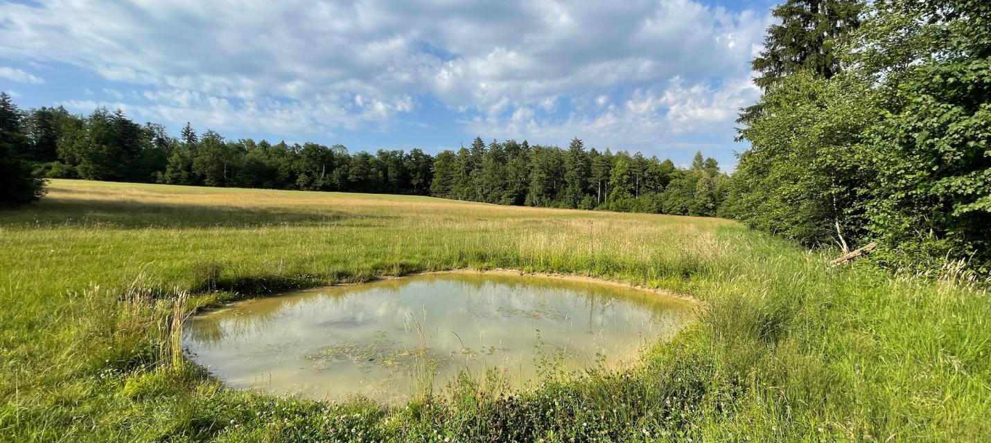 Blick über die Magerwiese mit Tümpel