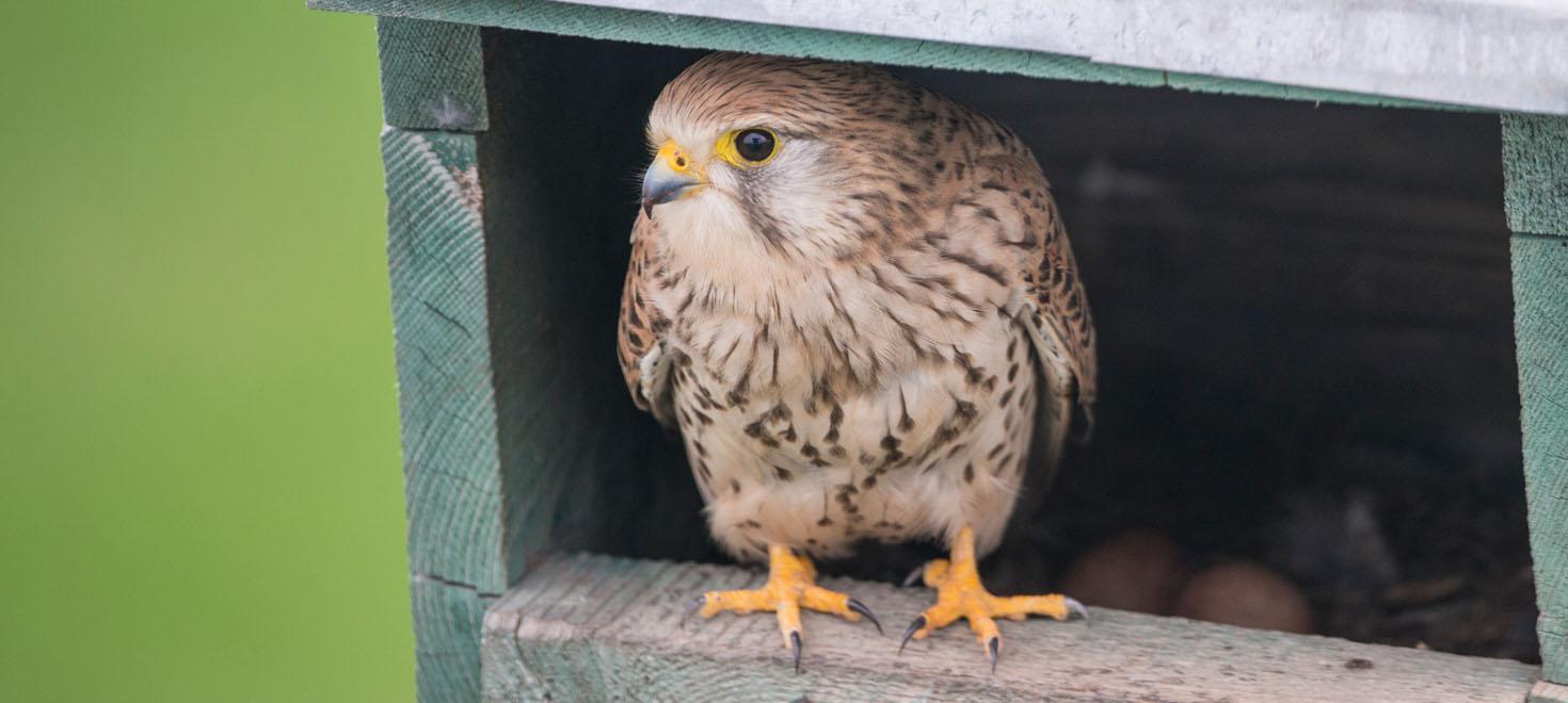 Turmfalke an Nistkasten